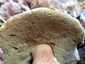 Bronzos vargánya (Boletus aereus), Őrség